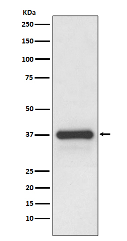 [Genscript] Podoplanin Antibody, mAb, Rabbit