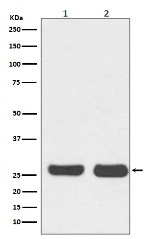 [Genscript] Bcl 2 Antibody, mAb, Rabbit
