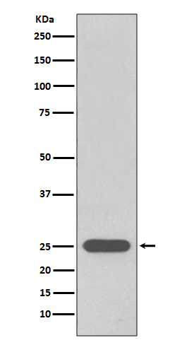 [Genscript] PGP9.5 Antibody, mAb, Rabbit