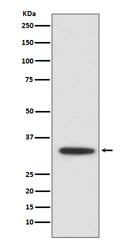 [Genscript] XBP1 Antibody, mAb, Rabbit