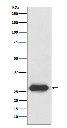 [Genscript] Lin 28A Antibody, mAb, Rabbit