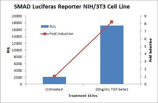 [Signosis] SMAD/TGFbeta Luciferase Reporter NIH/3T3 Stable Cell Line (2 vials)