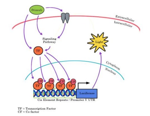 [Signosis] AP-1 Luciferase Reporter HEK293 Stable Cell Line (2 vials)
