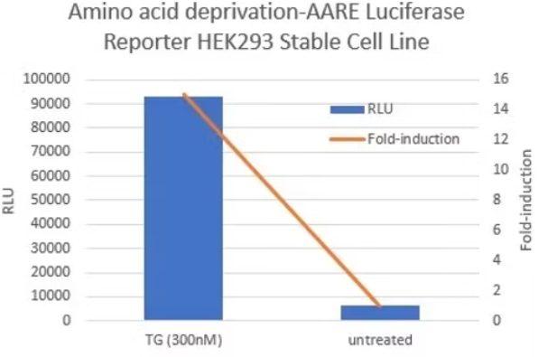 [Signosis] Amino acid deprivation-AARE Luc Reporter HEK293 Stable Cell Line (2 vials)
