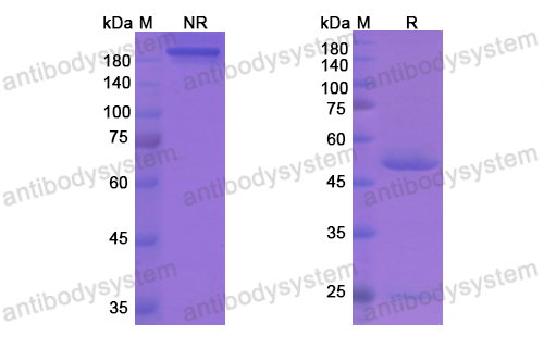 [Antibodysystem] Research Grade Letaplimab