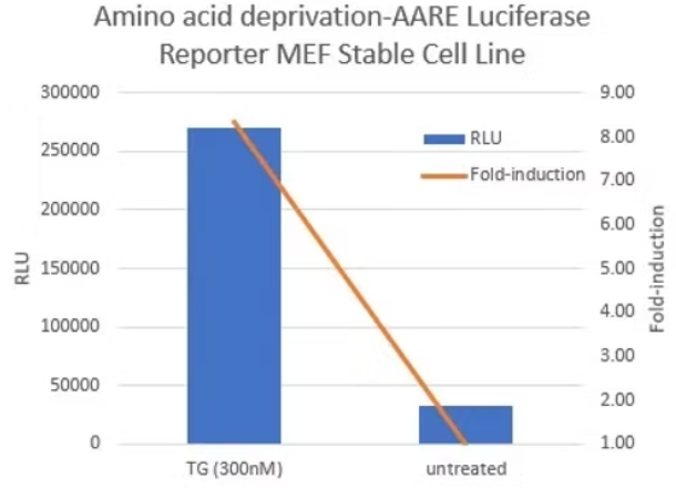 [Signosis] Amino acid deprivation-AARE Luc Reporter MEF Stable Cell Line (2 vials)