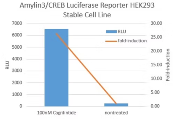 [Signosis] Amylin3/CRE Luciferase Reporter HEK293 Stable Cell Line (2 vials)