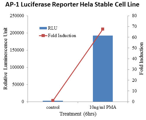 [Signosis] AP-1 Luciferase Reporter HeLa Stable Cell Line (2 vials)