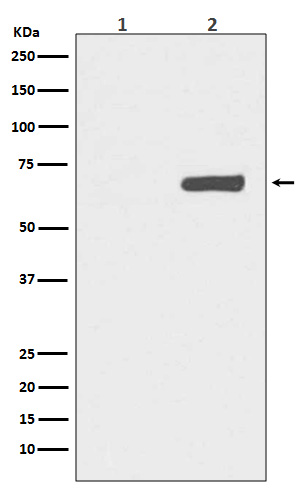 [Genscript] p-YAP1 (S127) Antibody, mAb, Rabbit