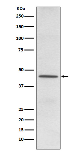 [Genscript] CD38 Antibody, mAb, Rabbit