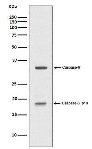 [Genscript] Cleaved-Caspase 6 p18 Antibody, mAb, Rabbit