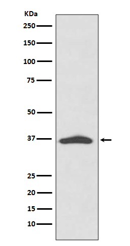 [Genscript] EpCAM Antibody, mAb, Rabbit