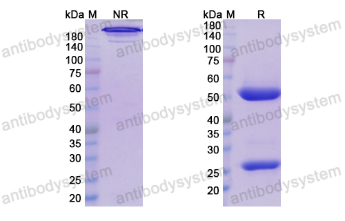 [Antibodysystem] Research Grade Lemzoparlimab