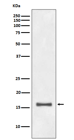 [Genscript] DiMethyl-Histone H3 (K9) Antibody, mAb, Rabbit