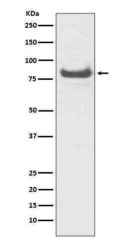 [Genscript] TNFAIP3 Antibody, mAb, Rabbit