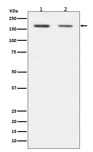 [Genscript] DNMT1 Antibody, mAb, Rabbit