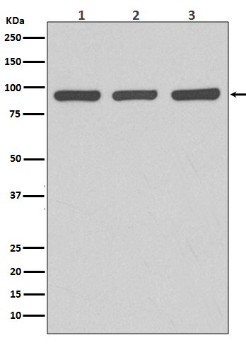 [Genscript] Argonaute 2 Antibody, mAb, Rabbit