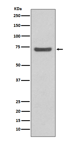 [Genscript] ABCG2 Antibody, mAb, Rabbit