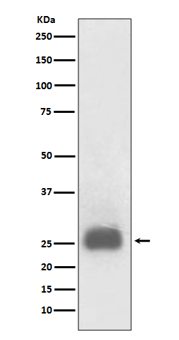 [Genscript] TIMP1 Antibody, mAb, Rabbit