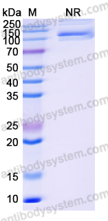 [Antibodysystem] Research Grade Pavurutamab