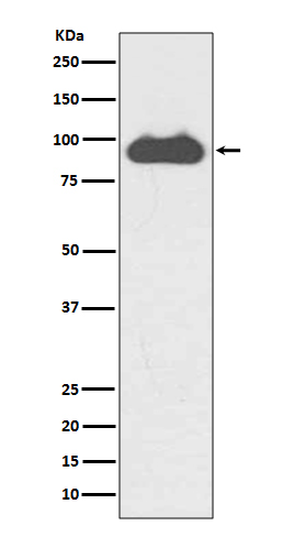 [Genscript] Transferrin receptor Antibody, mAb, Rabbit