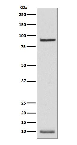 [Genscript] NEDD8 Antibody, mAb, Rabbit