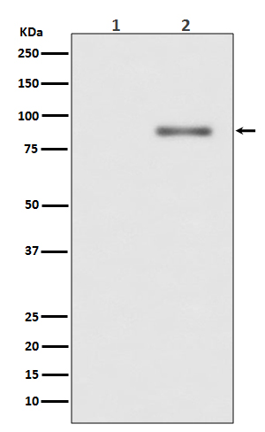 [Genscript] p-PKC alpha (T638) Antibody, mAb, Rabbit