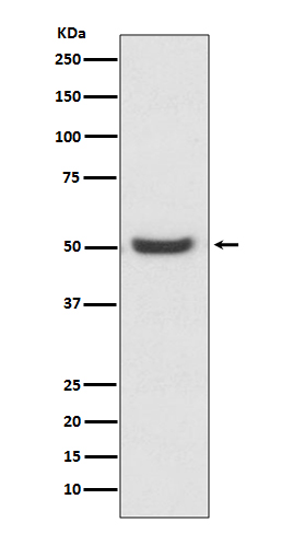 [Genscript] PDIA6 Antibody, mAb, Rabbit