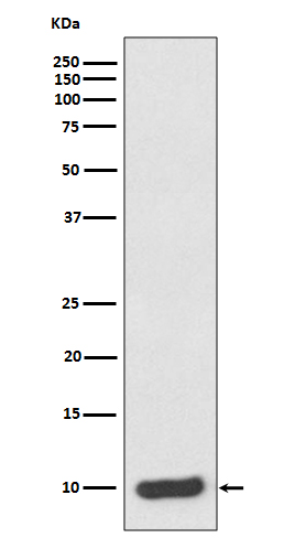 [Genscript] S100A6 Antibody, mAb, Rabbit
