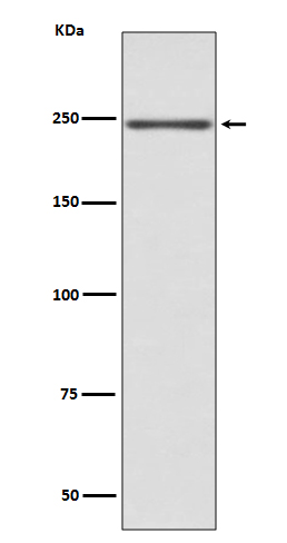 [Genscript] Myosin heavy chain 6/7 Antibody, mAb, Rabbit