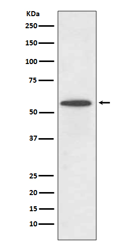 [Genscript] Interferon regulatory factor 5 Antibody, mAb, Rabbit