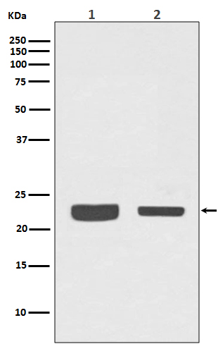 [Genscript] Rab7A Antibody, mAb, Rabbit