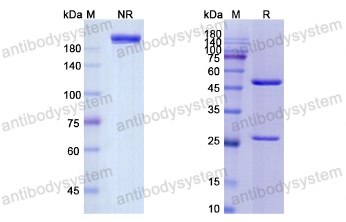 [Antibodysystem] Research Grade Ansuvimab