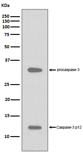 [Genscript] Caspase 3 Antibody, mAb, Rabbit