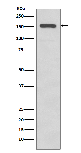 [Genscript] Integrin alpha 2 Antibody, mAb, Rabbit