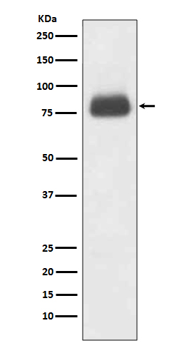 [Genscript] CD36 Antibody, mAb, Rabbit
