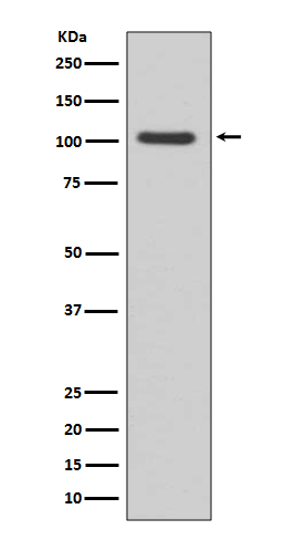 [Genscript] GluR1 Antibody, mAb, Rabbit