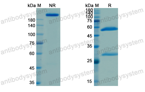 [Antibodysystem] Research Grade Naxitamab