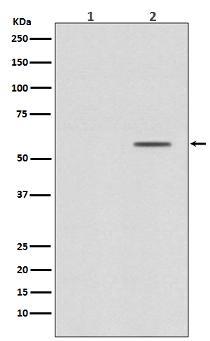 [Genscript] p-SMAD2 (S250) Antibody, mAb, Rabbit
