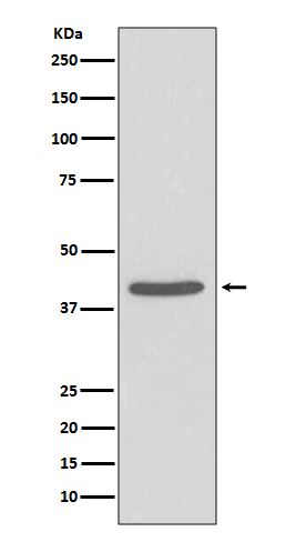 [Genscript] SIRT2 Antibody, mAb, Rabbit