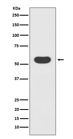 [Genscript] SMAD1 Antibody, mAb, Rabbit