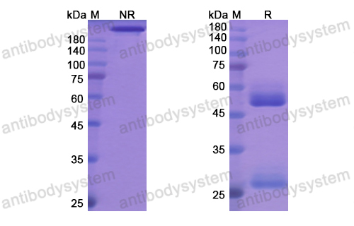 [Antibodysystem] Research Grade Odesivimab