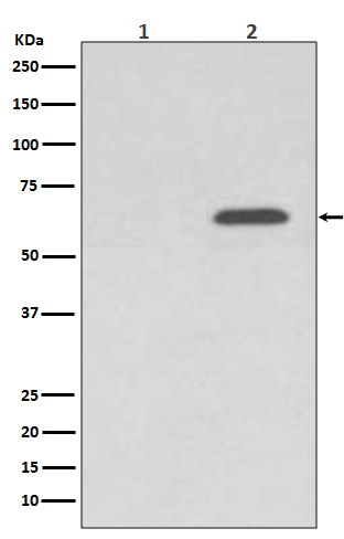 [Genscript] p-AMPK alpha 2 (S345) Antibody, mAb, Rabbit