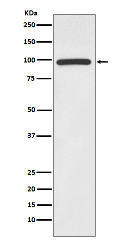 [Genscript] HMGCR Antibody, mAb, Rabbit