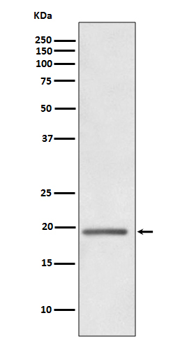 [Genscript] WFDC2 Antibody, mAb, Rabbit