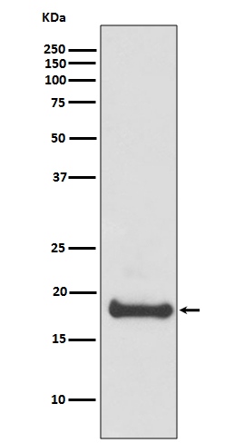 [Genscript] ADP ribosylation factor 6 Antibody, mAb, Rabbit