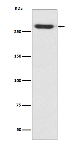 [Genscript] CSPG4 Antibody, mAb, Rabbit