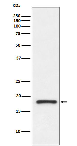 [Genscript] Transthyretin Antibody, mAb, Rabbit