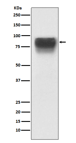 [Genscript] TGN46 Antibody, mAb, Rabbit