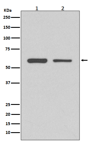 [Genscript] CDK8 Antibody, mAb, Rabbit